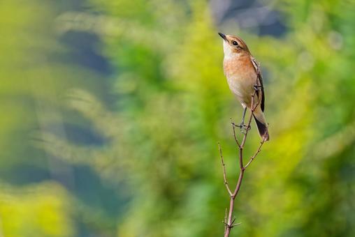 枝に留まって佇むノビタキ 枝に留まって佇むノビタキ ノビタキ,野鶲,冬羽の写真素材