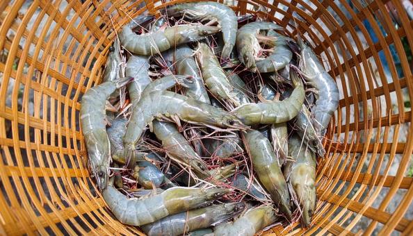 ざるに打ち上げられた新鮮な海老 ざるに打ち上げられた新鮮な海老 の写真
