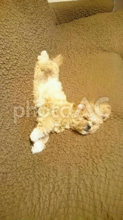 ぐでワン(^_^) 犬,何人もありません,哺乳動物の写真素材