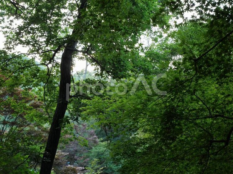 ６月の木々 ６月,梅雨,公園の写真素材
