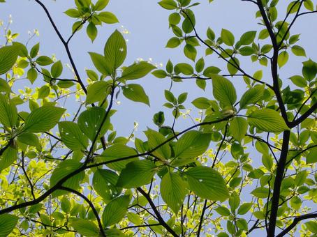 ミズキの葉の写真