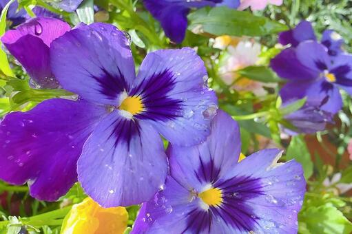 紫色のパンジーと水滴のクローズアップ パンジー,ビオラ,花の写真素材
