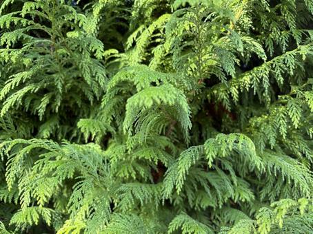 もみの木 葉っぱ,緑,自然の写真素材