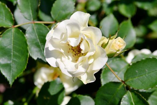 薔薇 緑光 薔薇 緑光 薔薇,緑光,花の写真素材
