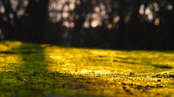 ゆっくりと暮れる陽を浴びる苔に心静まる ゆっくりと暮れる陽を浴びる苔に心静まるの写真