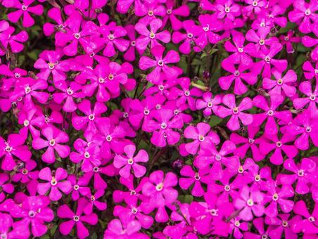 芝桜 芝桜 芝桜,春,所沢の写真素材