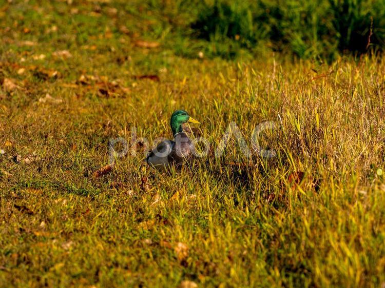 地面を歩くマガモ マガモ,カモ,鴨の写真素材