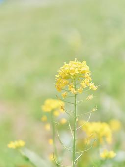 緑背景ハイキー調彩度低めの菜の花からし菜 緑背景ハイキー調彩度低めの菜の花からし菜 菜の花,アブラナ,からし菜の写真素材