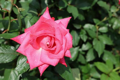 鮮烈なピンクロザ 鮮烈なピンクロザ バラ,薔薇,ローズの写真素材