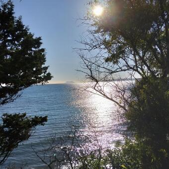 木の間から見える輝く海面 木々,海面,輝きの写真素材