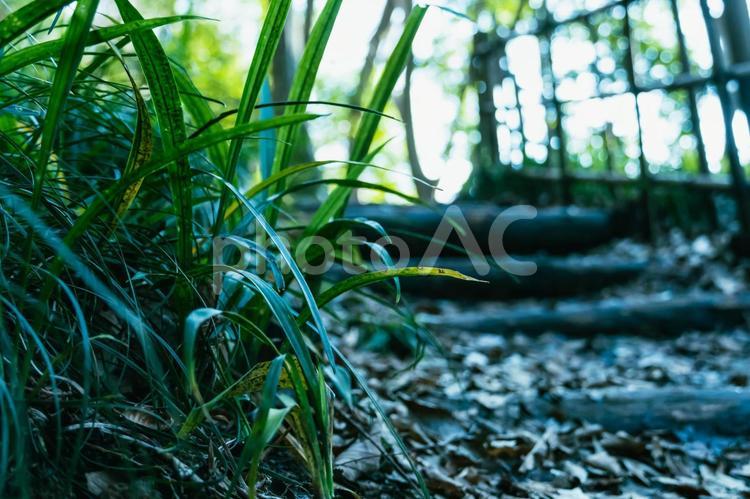 階段と森に生息する草の接写 階段,草,緑の写真素材
