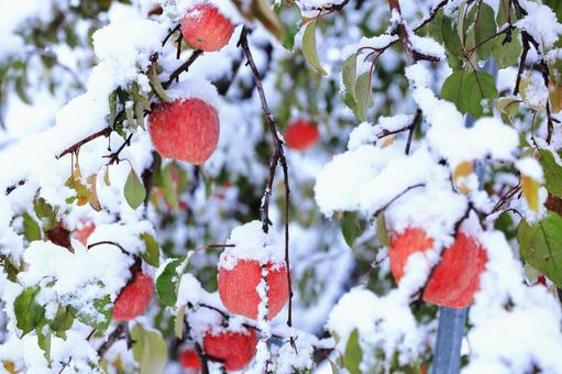 雪のかぶったふじリンゴ 雪,冬,自然の写真素材