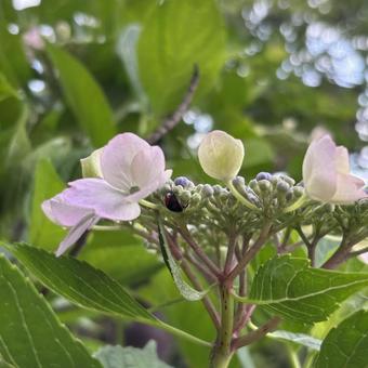 紫陽花とてんとう虫 アジサイ,6月,自然の写真素材
