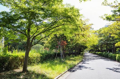 秋の清新町緑道・色づき始めた木・江戸川区 秋,清新町緑道,色づくの写真素材