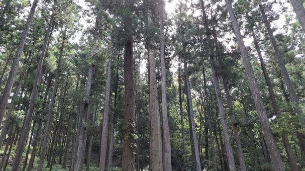 杉林 杉林の写真