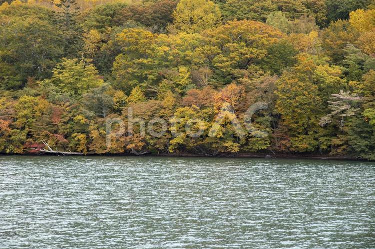 中禅寺湖の湖畔の紅葉 中禅寺湖,湖畔,紅葉の写真素材