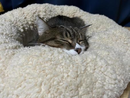 気持ちよく寝る猫 気持ちよく寝る猫 猫,実写,クッションの写真素材
