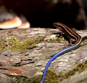 にほんとかげの写真