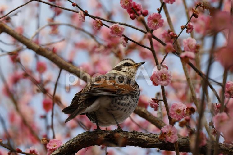 梅の木にとまる鳥 鳥,梅,水戸の写真素材
