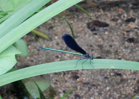 【昆虫写真】ハグロトンボ(羽黒蜻蛉) 【昆虫写真】ハグロトンボ(羽黒蜻蛉)の写真