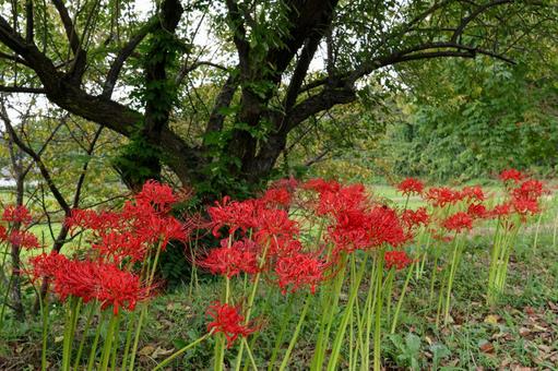 彼岸花 彼岸花 彼岸花,ヒガンバナ,曼珠沙華の写真素材