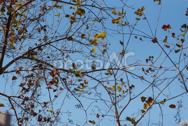 木の枝に止まって辺りを見回すジョウビタキ ジョウビタキ,メス,渡り鳥の写真素材