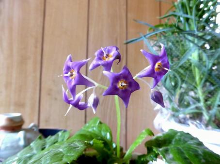 玄関に飾られたイワタバコの鉢植え イワタバコ,花,植物の写真素材