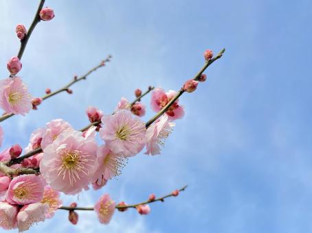 ピンクの梅の花04 ピンクの梅の花04の写真