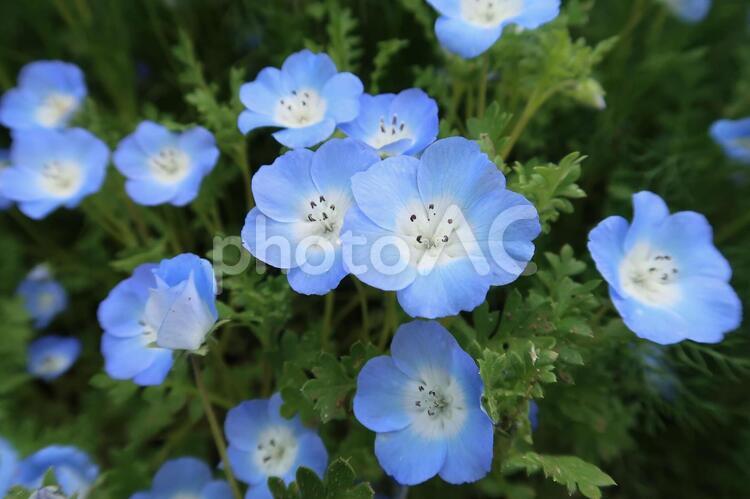 よく見てみると 自然,花,植物の写真素材
