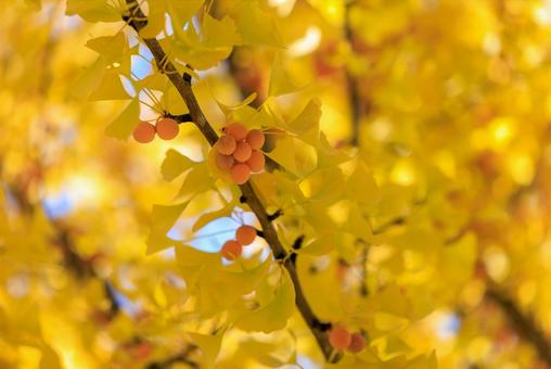 銀杏 銀杏,ギンナン,ぎんなんの写真素材