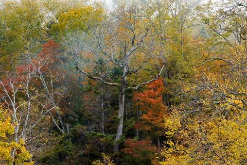 滝見橋の紅葉 滝見橋の紅葉,紅葉,阿寒湖の写真素材