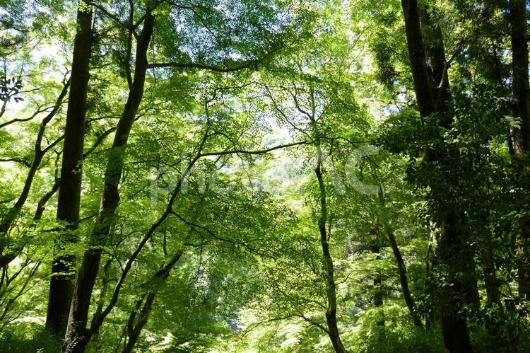 愛知県　香嵐渓の風景 香嵐渓,愛知県,田舎の写真素材