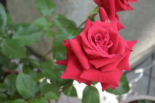 バラ園にて赤い薔薇を撮影しました バラ園にて赤い薔薇を撮影しました 花,薔薇,花びらの写真素材
