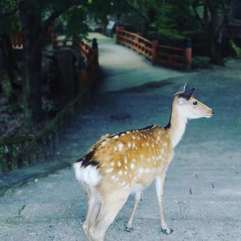 春日大社の鹿と橋 春日大社の鹿と橋の写真