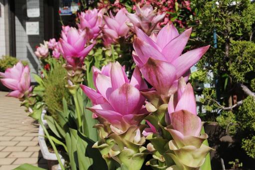 Photo, curcuma, wallpaper, petal portion - bract, 