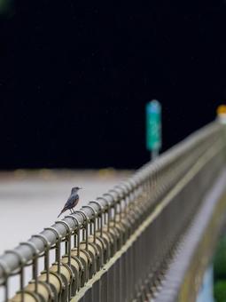 橋の欄干にたたずむイソヒヨドリの幼鳥 橋の欄干にたたずむイソヒヨドリの幼鳥の写真