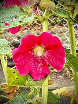 Photo, flower, plant, natural, 