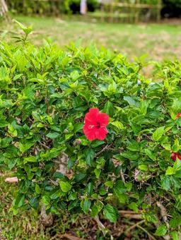 沖縄　ハイビスカス 沖縄,沖縄の花,ハイビスカスの写真素材
