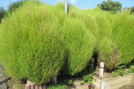 コキア コキア,植物,葉の写真素材