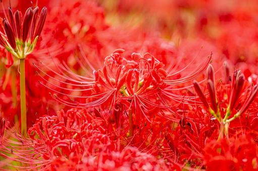 佐賀-【江里山の棚田の彼岸花】 佐賀-【江里山の棚田の彼岸花】 佐賀,江里山,棚田の写真素材