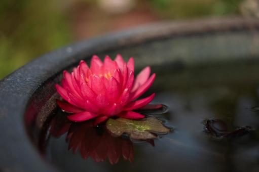 Water lilies at sunrise, JPG