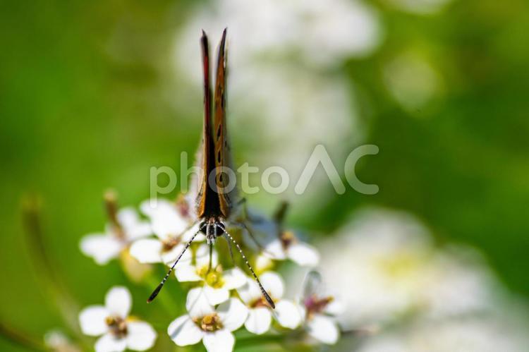 白い花の蜜を吸うベニシジミ蝶 春,花,蝶の写真素材