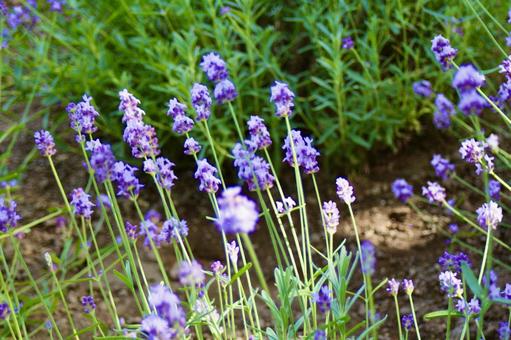 フレンチラベンダー畑3 フレンチラベンダー畑3 ラベンダー,畑,ラベンダー畑の写真素材