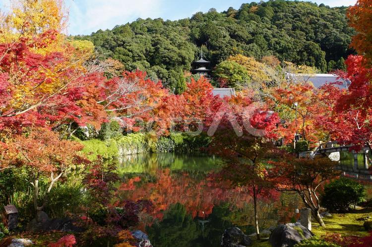 禅林寺のもみじ池 もみじ,もみじ池,モミジの写真素材