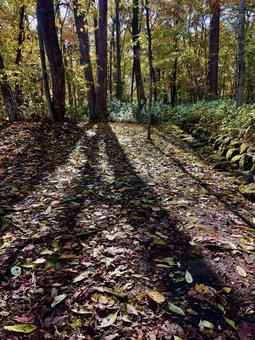 秋の森 自然,秋,落ち葉の写真素材