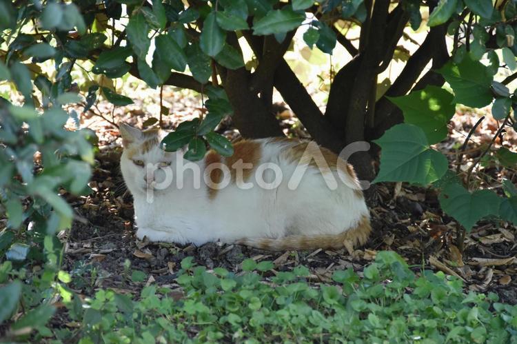 野良猫 猫,野良猫,屋外の写真素材