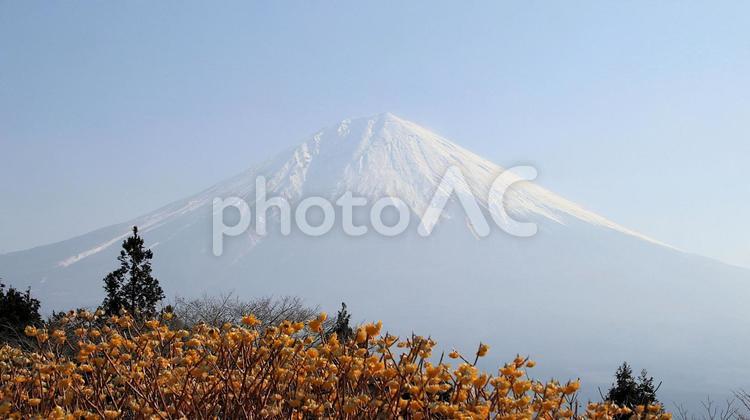 白糸自然公園のミツマタの花と富士山 ミツマタ,花,富士山の写真素材