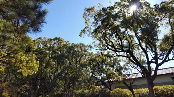 散歩の風景 散歩の風景の写真