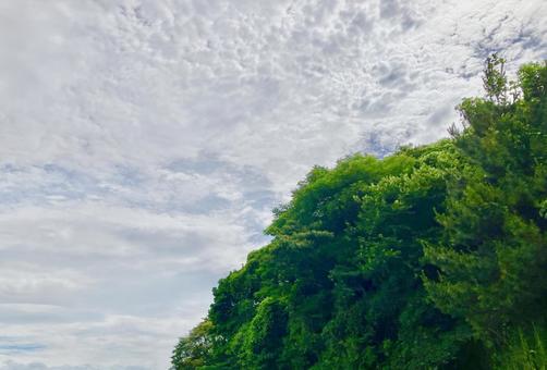 曇り空と生命力溢れる木 曇り空と生命力溢れる木の写真