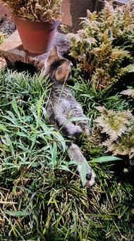 草に埋もれる子猫 子猫,猫,保護猫の写真素材